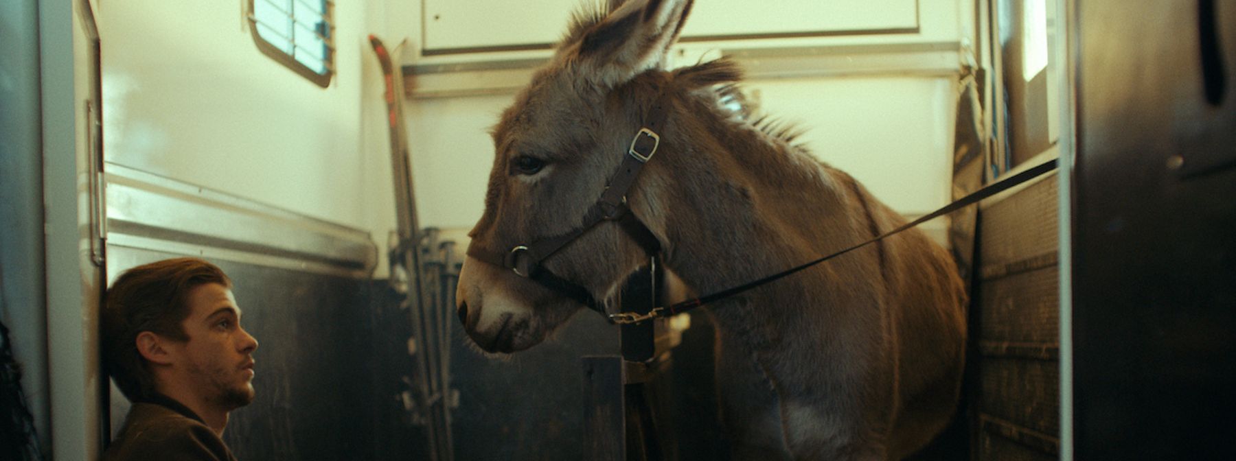 Behind The Scenes Of EO, The Dazzling Donkey Road Trip Movie