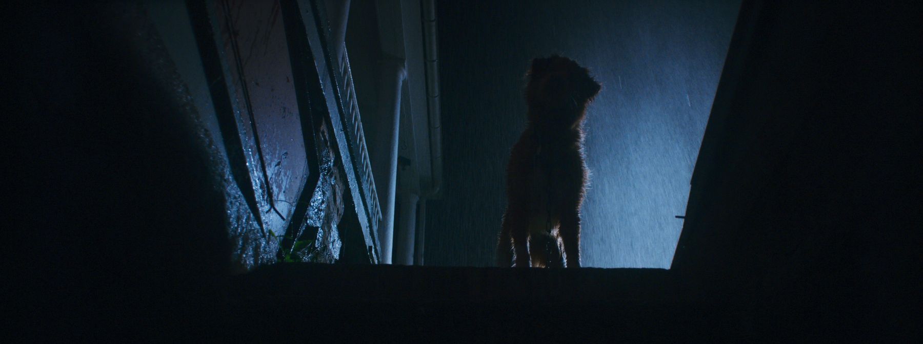 The Inside Story Of How Dog’s Eye View Horror GOOD BOY Came To Life