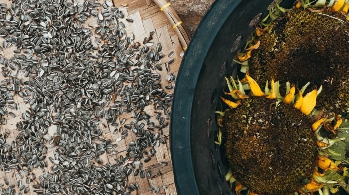 Semințele de floarea-soarelui : Nutriție & Avantajele de sănătate