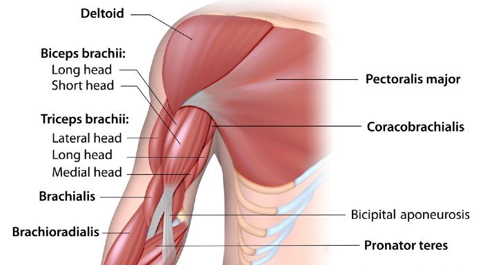 biceps