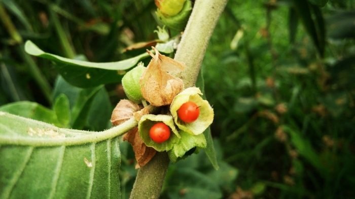 8 Benefits Of Ashwagandha | What Is It? What Are Its Side Effects?