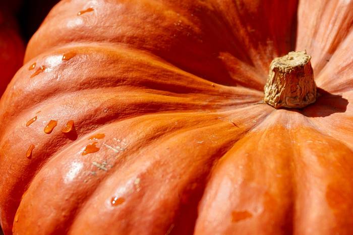 Die Kürbiszeit ist da: Darum ist der Kürbis so gesund (und sollte öfter auf der Speisekarte stehen)