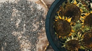 Sunflower Seeds: Nutrition & Health Benefits