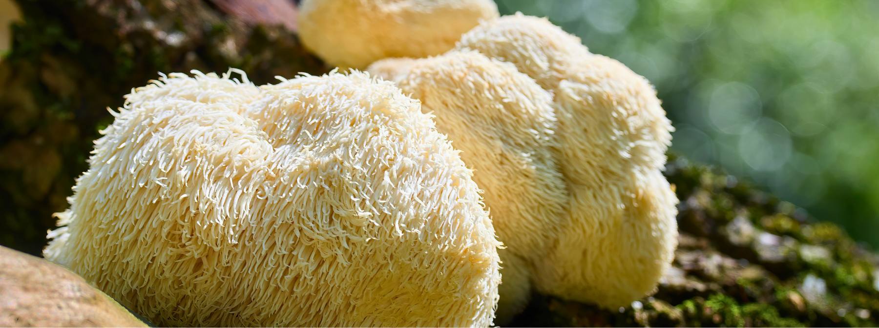 What are Lion’s Mane Mushrooms | Health Benefits & Uses