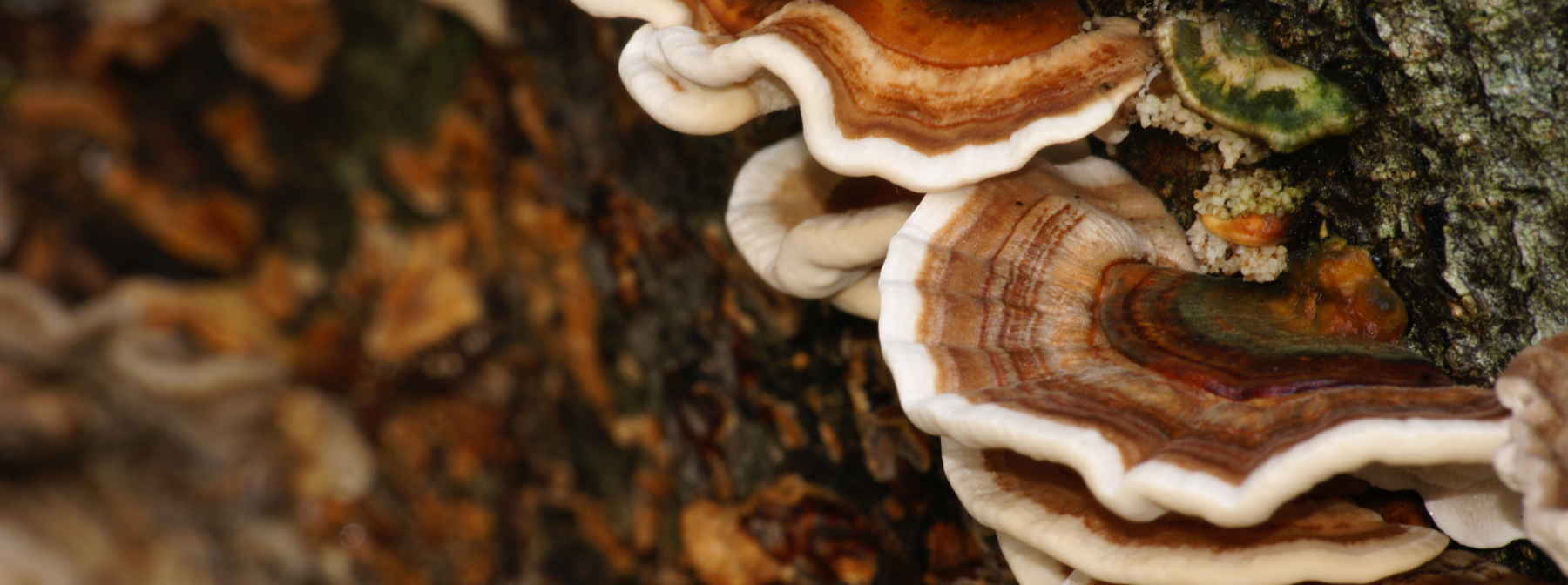 What are Reishi Mushrooms | Benefits & Uses