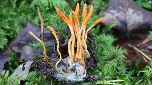 What are Cordyceps Mushrooms | Health Benefits & Uses