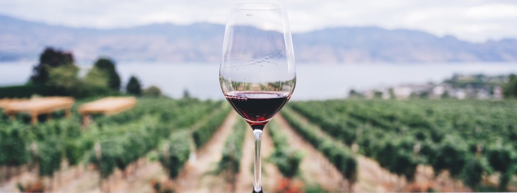 What Is Trans Resveratrol? | Benefits, Side Effects, Dosage