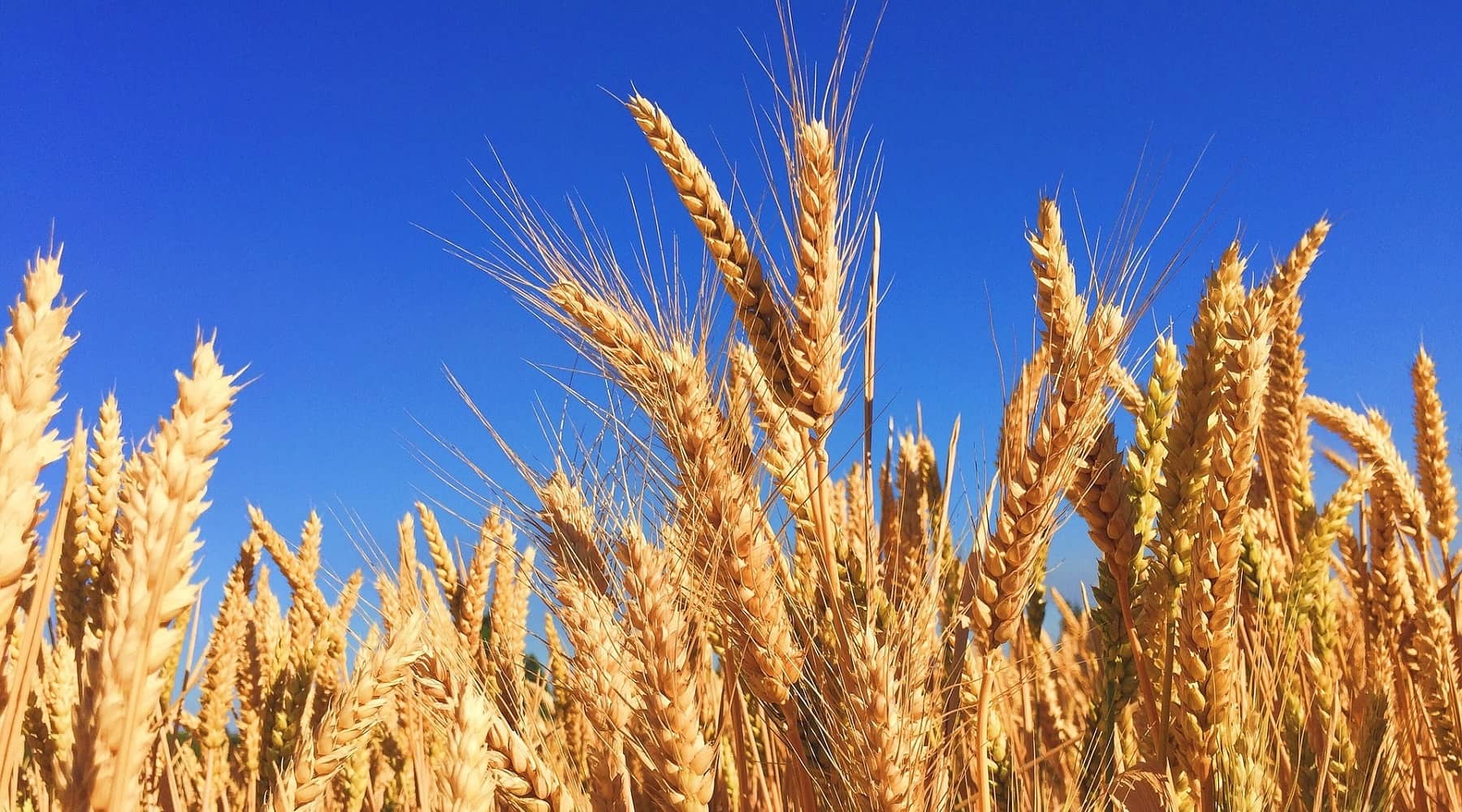 Germen de trigo | Beneficios, usos y propiedades