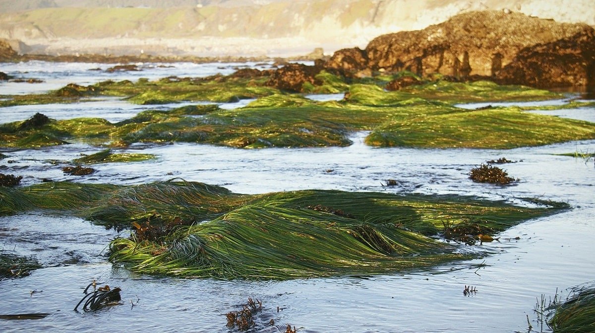 ¿Para qué sirven las algas marinas? Beneficios y cómo tomarlas
