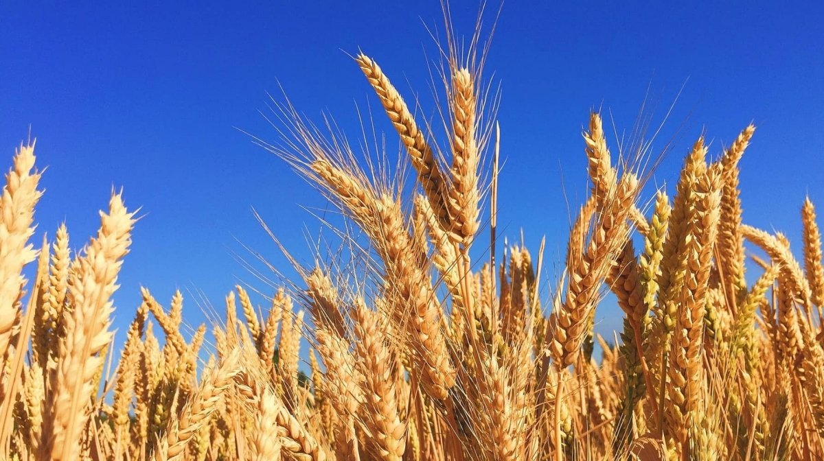 BENEFICIOS del GERMEN de TRIGO 🌾💚 (Propiedades, Cómo Consumirlo