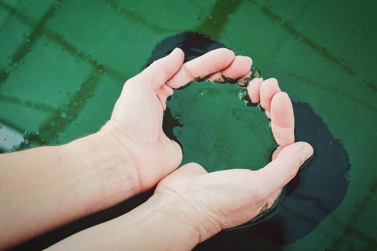 Hands holding green algae