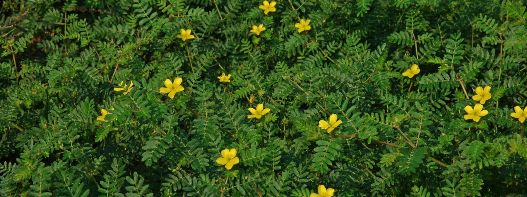What Is Tribulus Terrestris | How Does It Work?