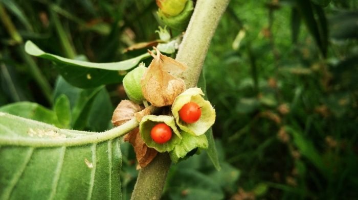 Ashwagandha: The Benefits, Side Effects & Uses