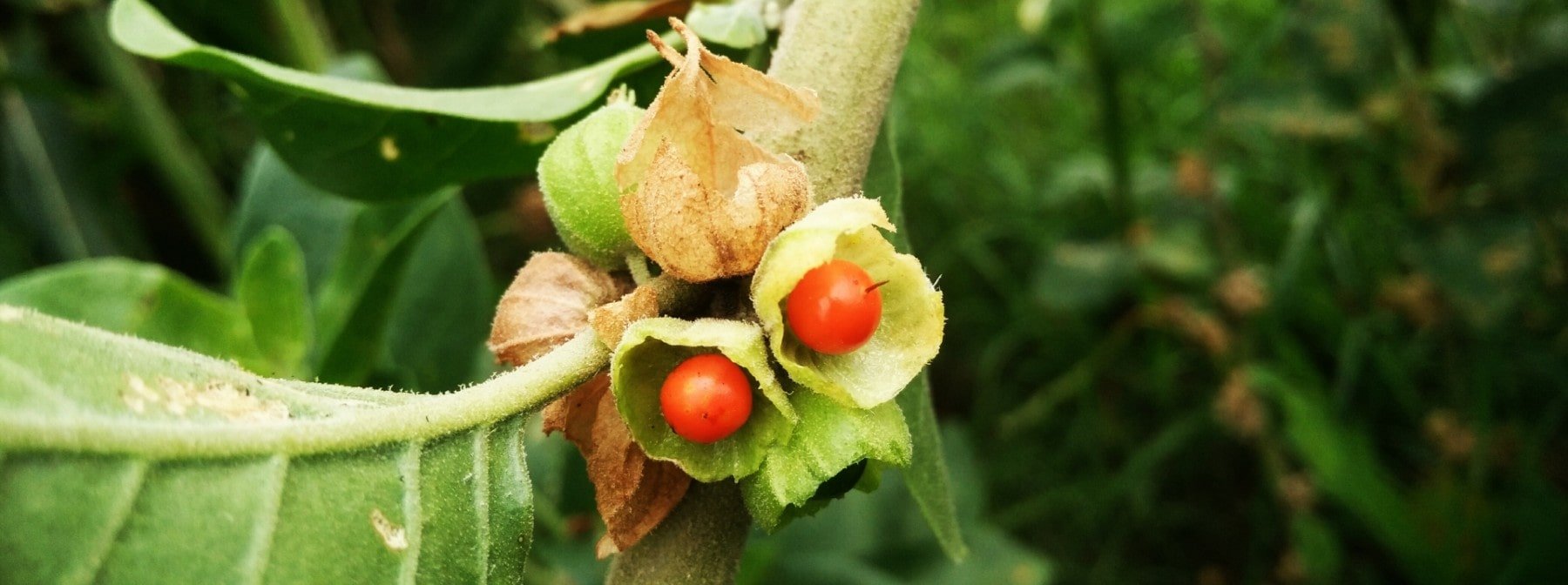 Ashwagandha: The Benefits, Side Effects & Uses