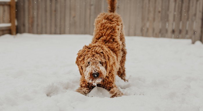 zimowa chandra - zwalaczaj zabawą z psem