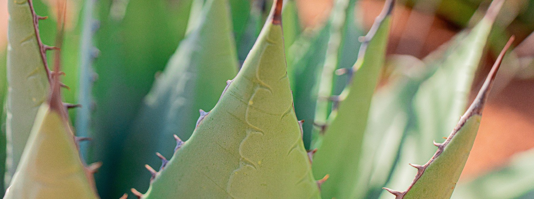 Aloes Oraz Tańsze Zamienniki – Korzyści