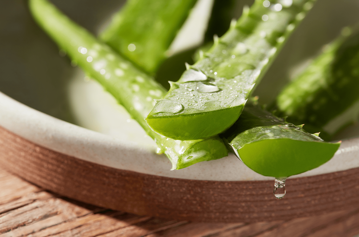 Natural hair ingredient aloe vera plant shown in a bowl with moisture drops shown on top of the stems.