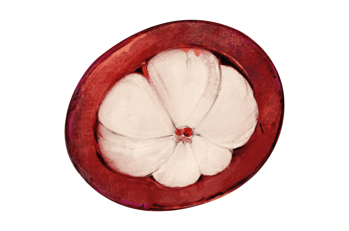 Illustration of a seed from the kokum tree, which is a fruit-bearing tree and used as a natural hair ingredient.