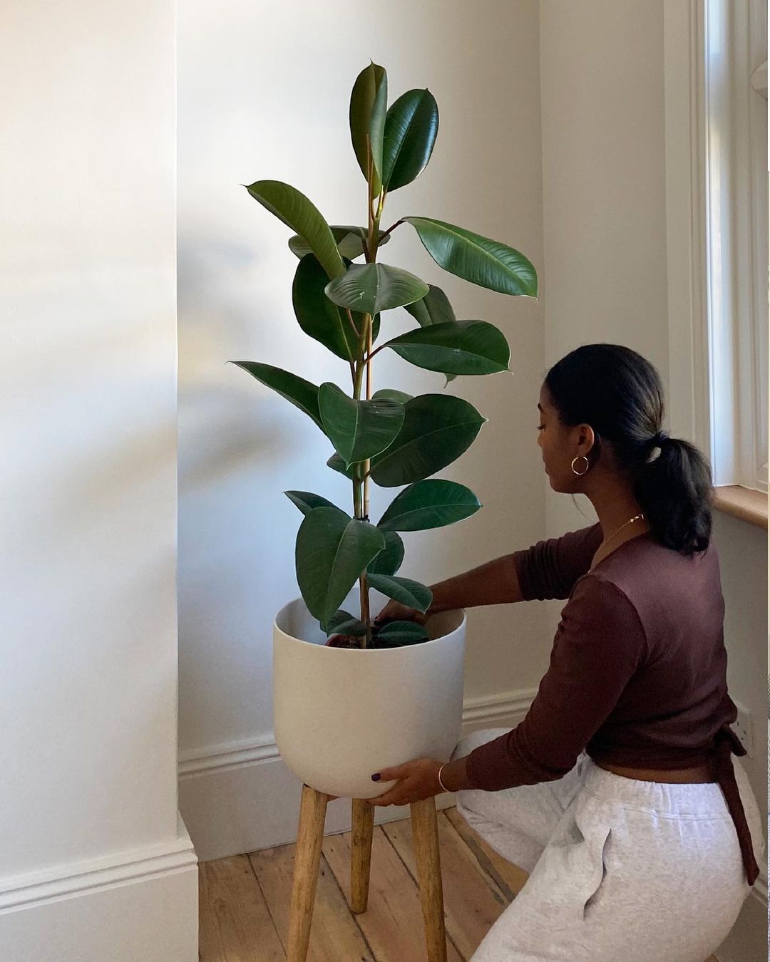 Large plant in uni room
