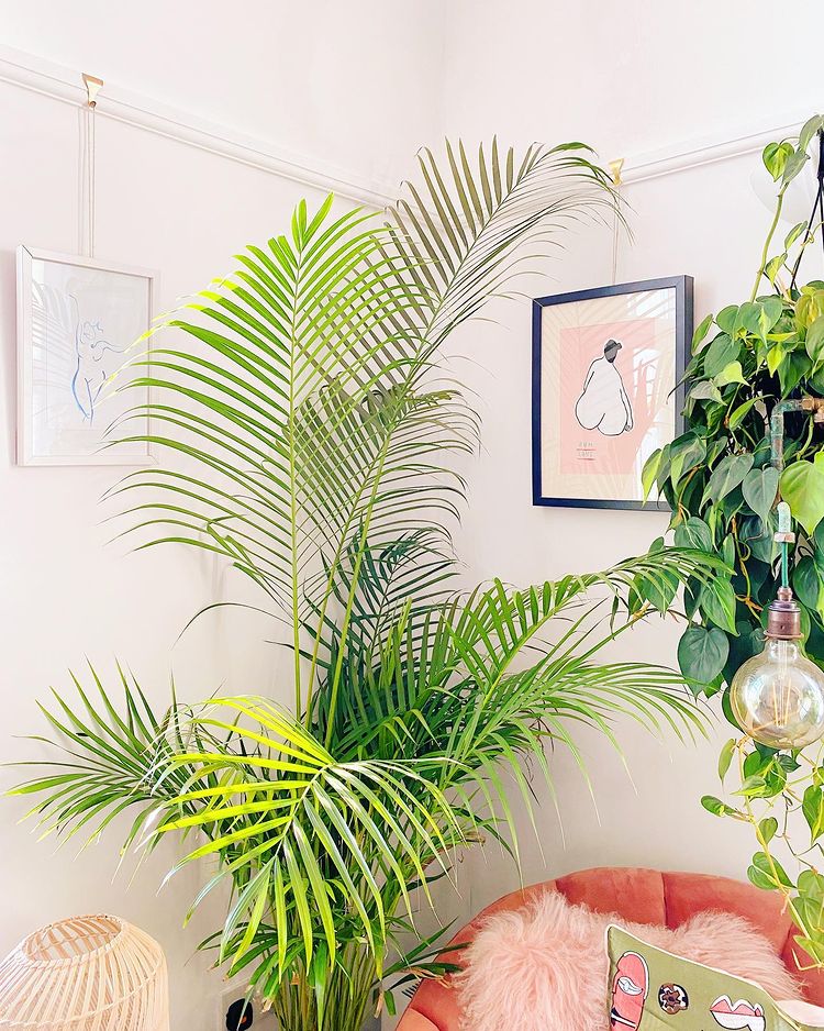 Large plant and framed prints in box room
