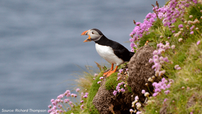 puffin