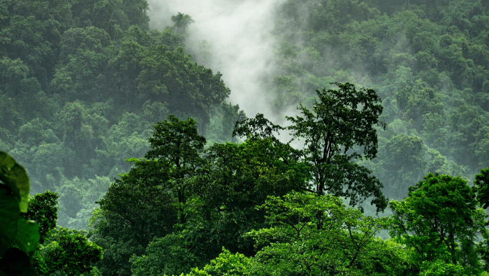 rainforest