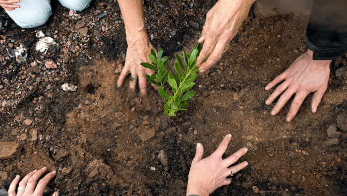 hands planting tree sapling