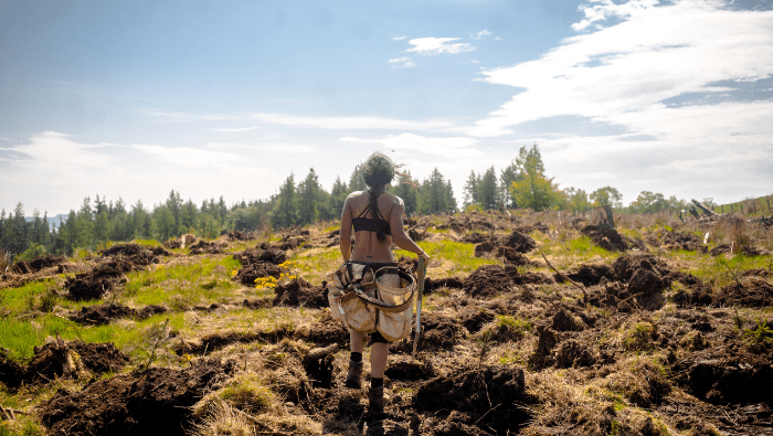 Woman planting trees