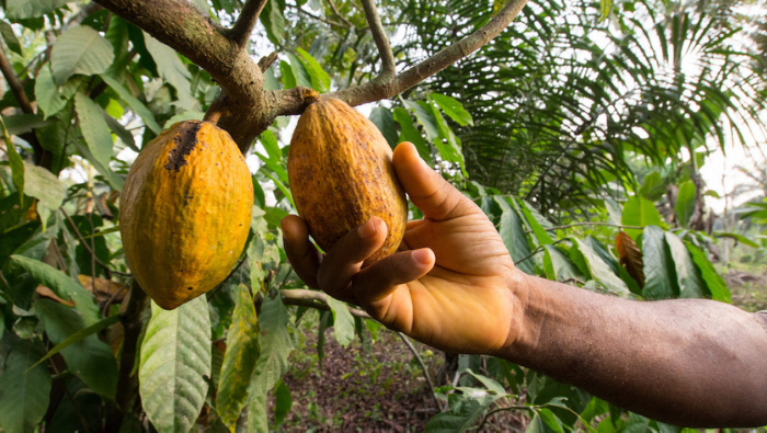 The Benefits of Cacao