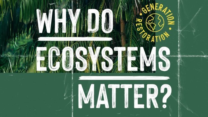 What Are Ecosystems & Why Are They Important?