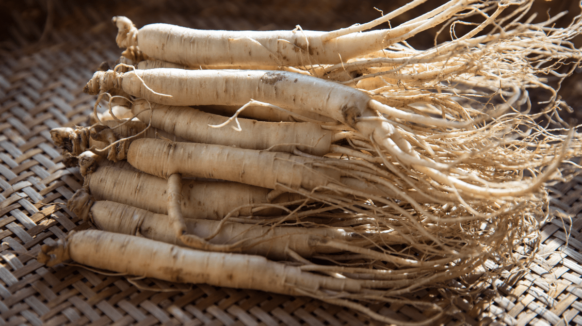 Panax Ginseng | What Are The Benefits?