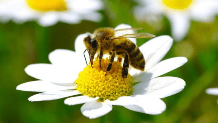 Why Do We Need Bees? | Myvegan
