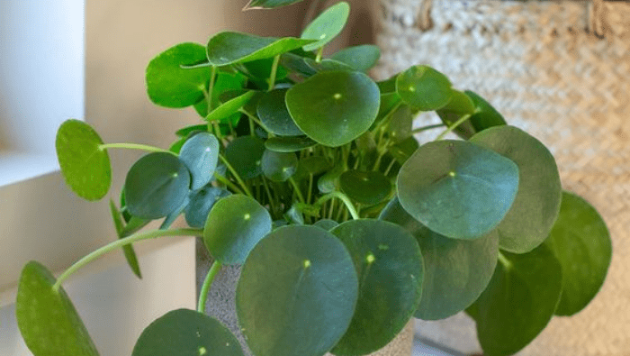 Air-Purifying Plants | Myvegan