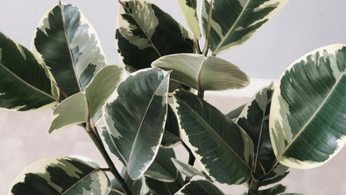 Air-Purifying Plants | Myvegan