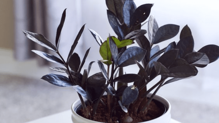 Air-Purifying Plants | Myvegan