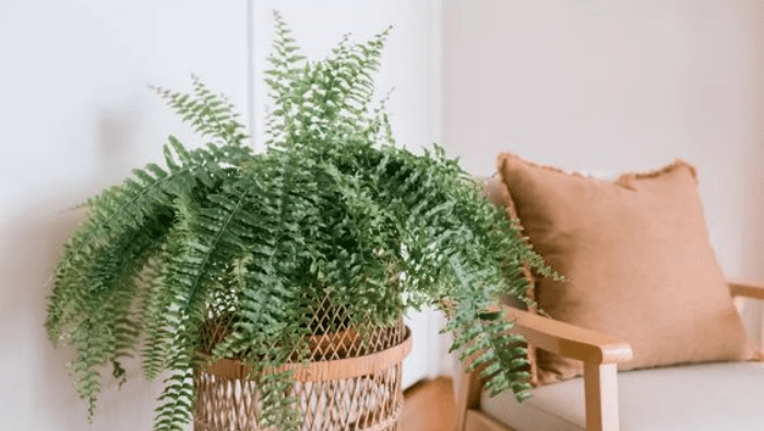 Air-Purifying Plants | Myvegan