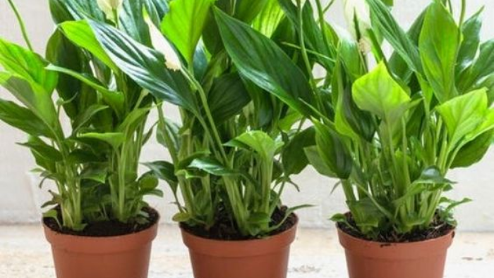 Air-Purifying Plants | Myvegan