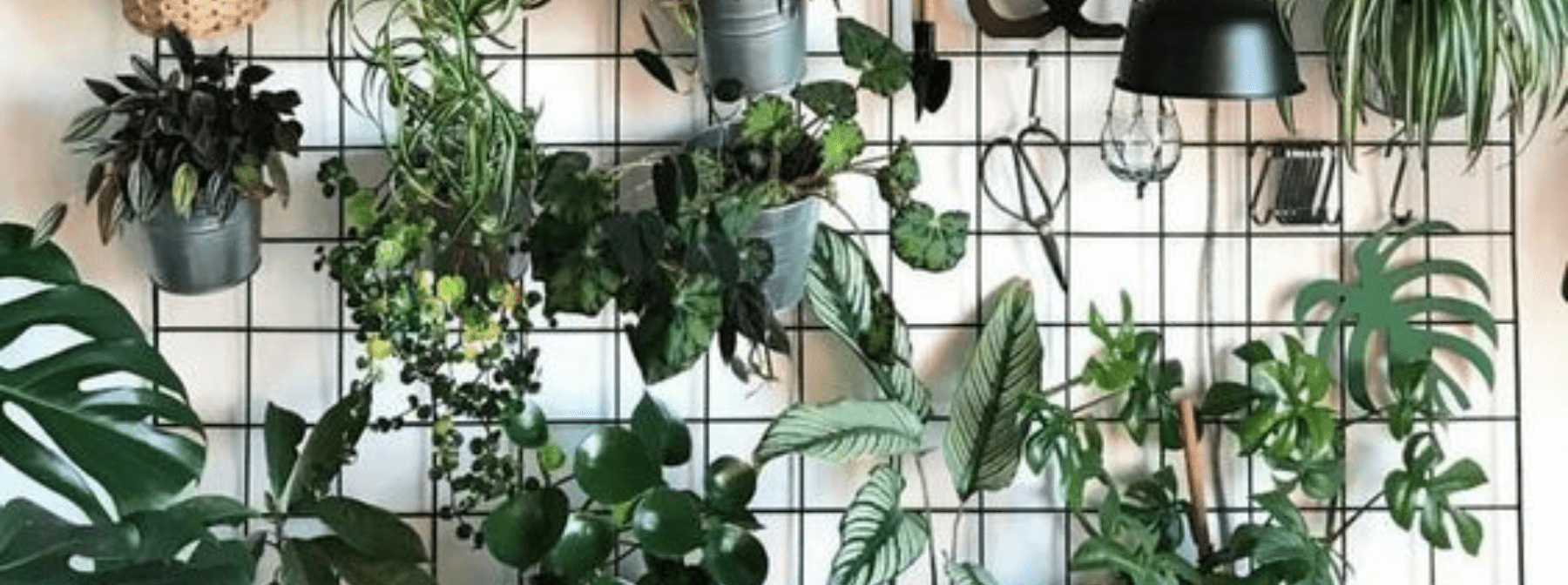 The Best Air-Purifying Plants For Your Home