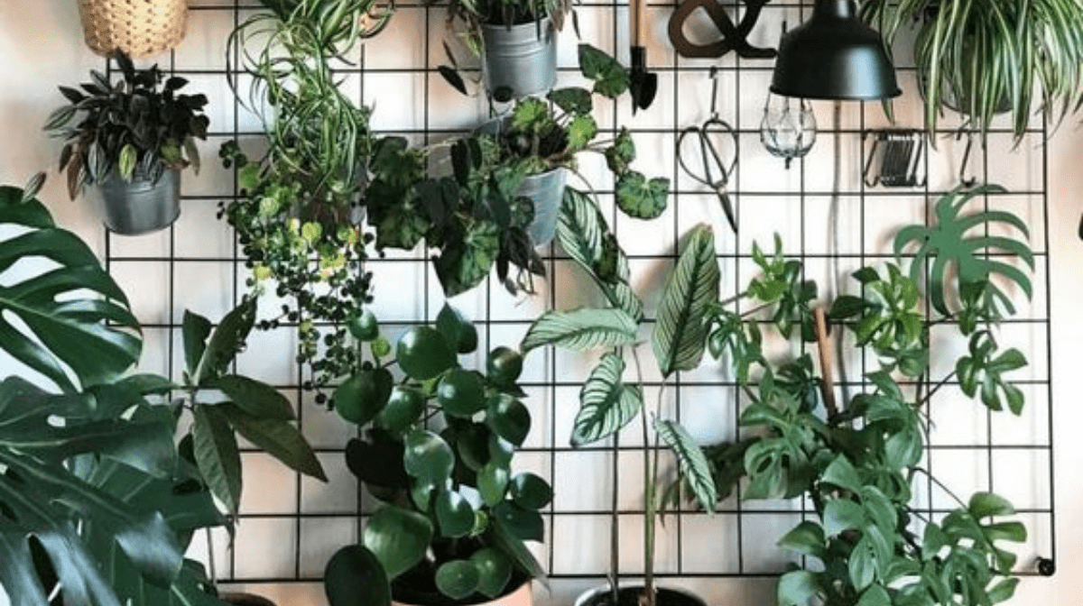 The Best Air-Purifying Plants For Your Home