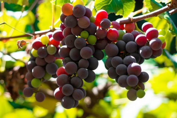 Druivenpit Extract | Voordelen & Gebruik
