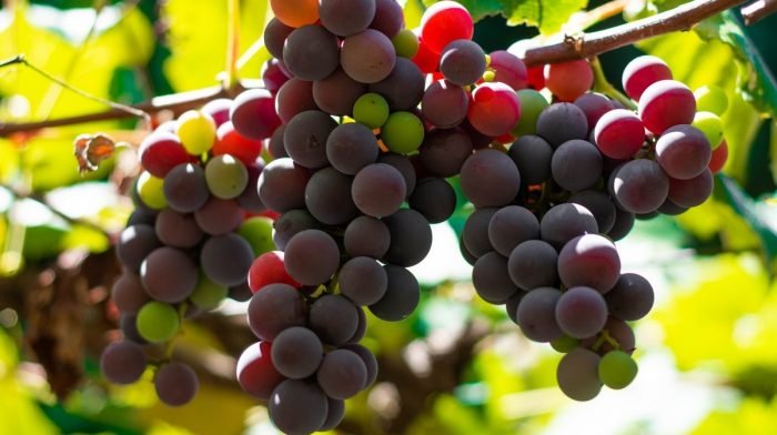 Druivenpit Extract | Voordelen & Gebruik