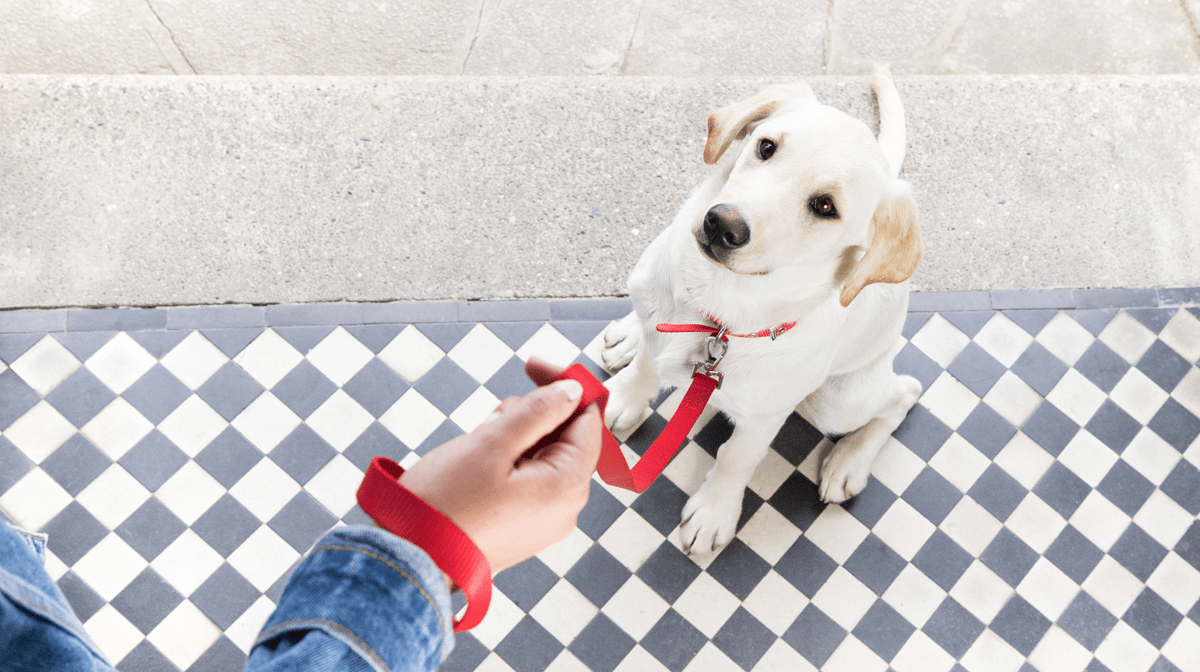 Lead Training Your Puppy Beta® Breeder Purina