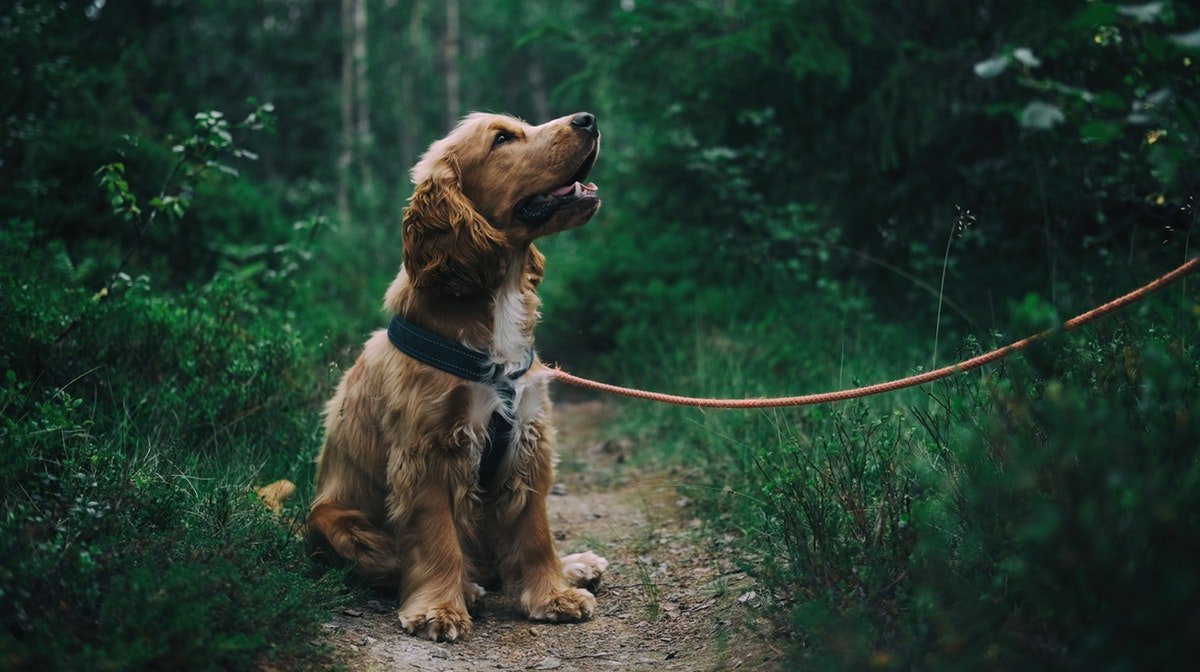 are slugs and snails bad for dogs