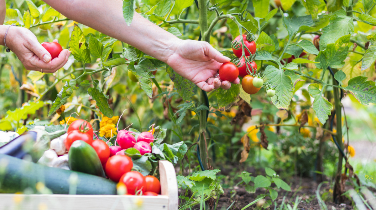 hands tending to organic garden growing tomatoes