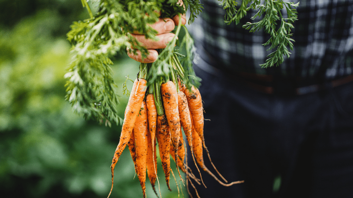 freshly picked bunch of carrots with organic soil on