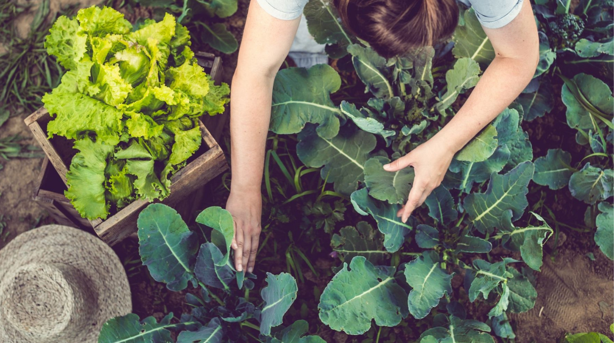 woman tending to her own organic vegetable patch