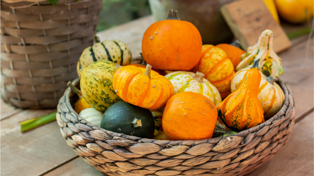 variety of small pumpkins displayed in a basket bowl