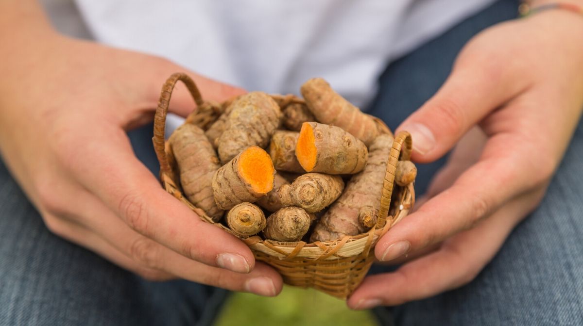 The Many Health Benefits of Turmeric