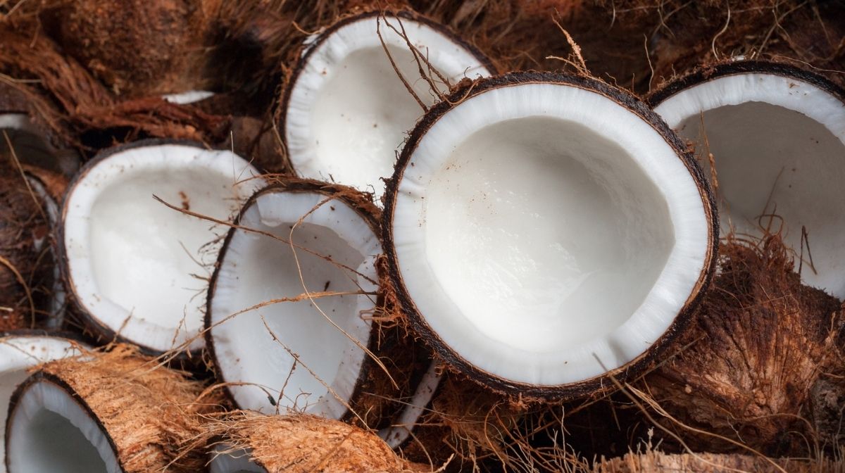 coconuts close-up