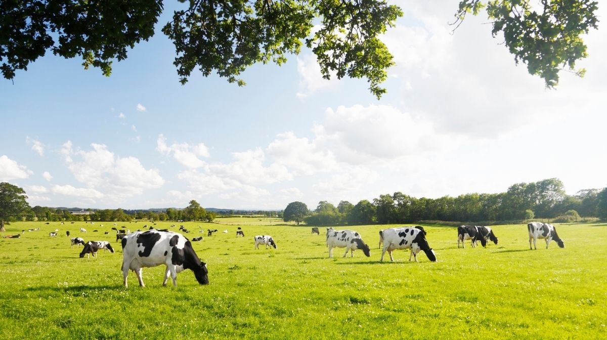 grass-fed cattle grazing in a field